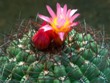 Oroya_peruviana